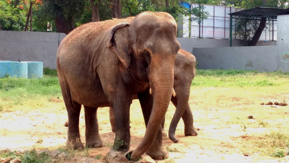 Elephant mother and calf in their enclosure at Patna Zoo, Bailey Road, Patna