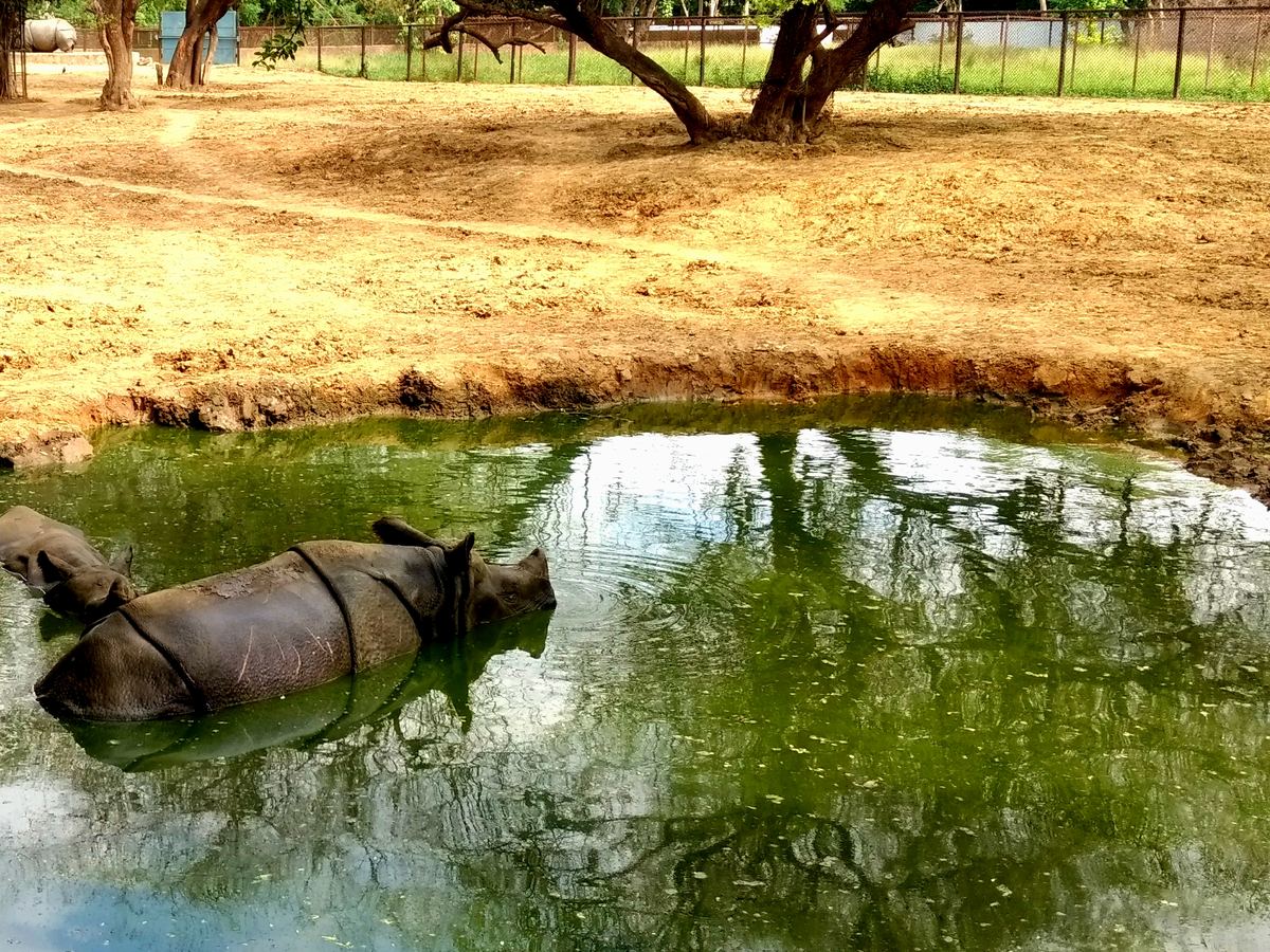 Greater one-horned rhinoceros cooling off in a pool at Patna Zoo
